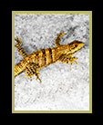 a wishwilly lizard in Belize thumbnail